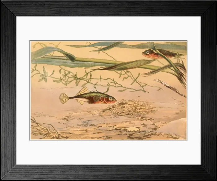 Framed Print : A three-spined stickleback swims near its nest. Date: 1869