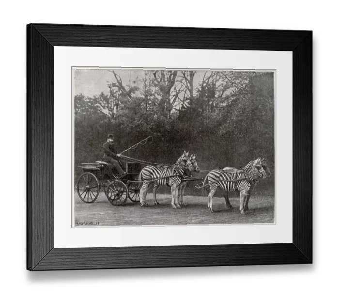 Framed Print : Carriage drawn by three zebra and a horse, driven by Lord Lionel Walter Rothschild (1868-1937), founder of the Natural History Museum at Tring Park. Date: 1895 Framed Print : Carriage drawn by three zebra and a horse, driven by Lord Lionel Walter Rothschild (1868-1937), founder of the Natural History Museum at Tring Park. Date: 1895