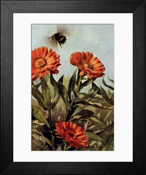 Framed Print : An illustration of a bumble bee (Bombus terristris) hovering above some marigolds. Date: circa 1929 Framed Print : An illustration of a bumble bee (Bombus terristris) hovering above some marigolds. Date: circa 1929