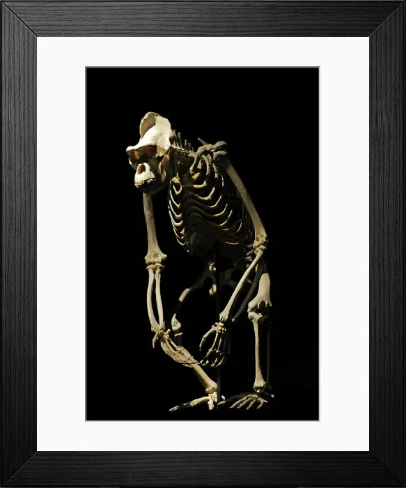 Framed Print : Skeleton of a gorilla. Natural History Museum, Berlin Framed Print : Skeleton of a gorilla. Natural History Museum, Berlin