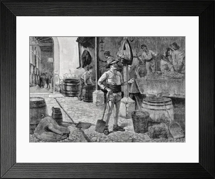 Framed Print : Spain. The grape harvest in Jerez, Andalusia Framed Print : Spain. The grape harvest in Jerez, Andalusia