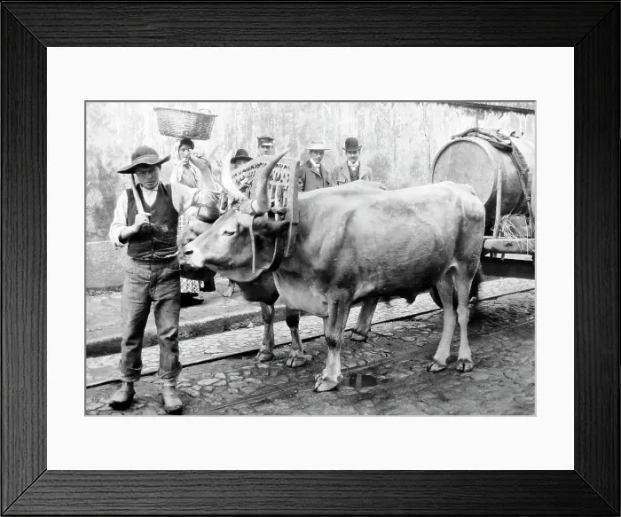 Framed Print : Bullock cart, Porto, Portugal, early 1900s Framed Print : Bullock cart, Porto, Portugal, early 1900s