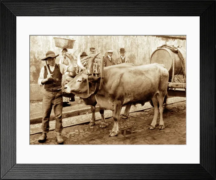 Framed Print : Bullock cart, Porto, Portugal, early 1900s Framed Print : Bullock cart, Porto, Portugal, early 1900s