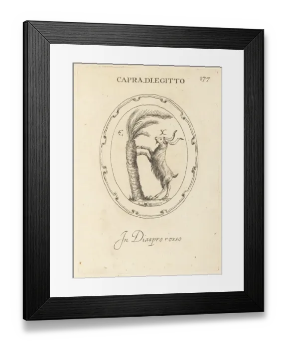 Framed Print : Egyptian ram climbing a palm tree Framed Print : Egyptian ram climbing a palm tree