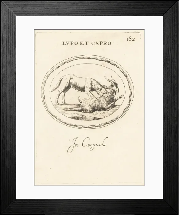 Framed Print : A wolf attacking a ram Framed Print : A wolf attacking a ram