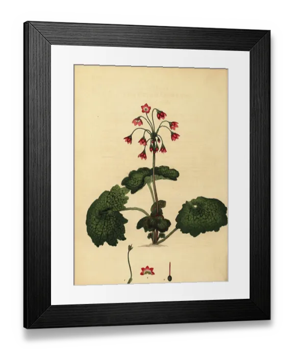 Framed Print : Alpine bells, Primula matthioli Framed Print : Alpine bells, Primula matthioli