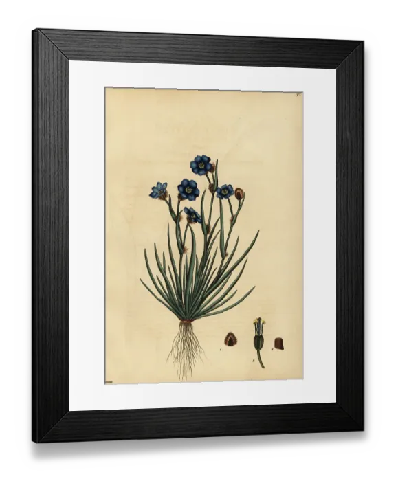 Framed Print : Blousuurkanol, Aristea africana Framed Print : Blousuurkanol, Aristea africana