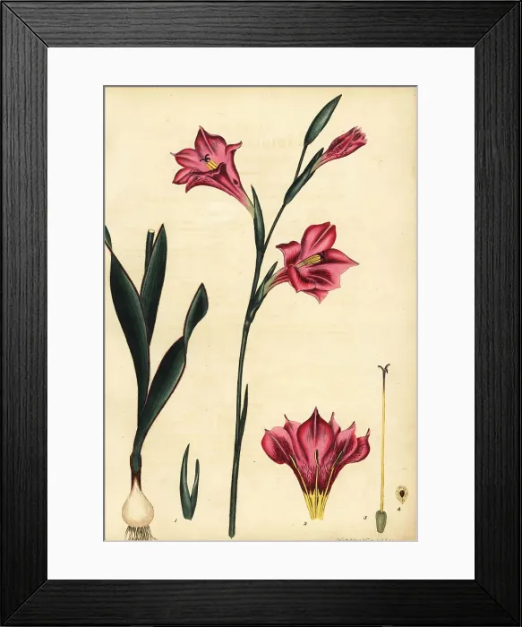 Framed Print : Gladiolus caryophyllaceus Framed Print : Gladiolus caryophyllaceus