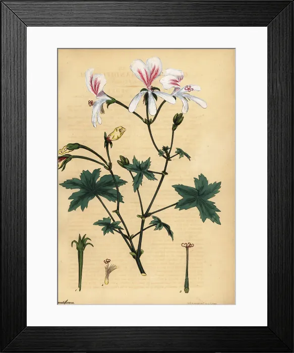 Framed Print : Grielum grandiflorum Framed Print : Grielum grandiflorum