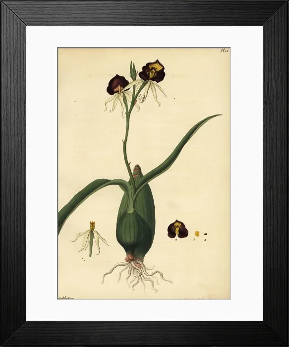 Framed Print : Clamshell orchid, Prosthechea cochleata Framed Print : Clamshell orchid, Prosthechea cochleata