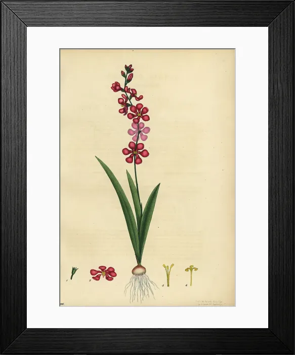 Framed Print : Corn lily, Ixia scillaris Framed Print : Corn lily, Ixia scillaris