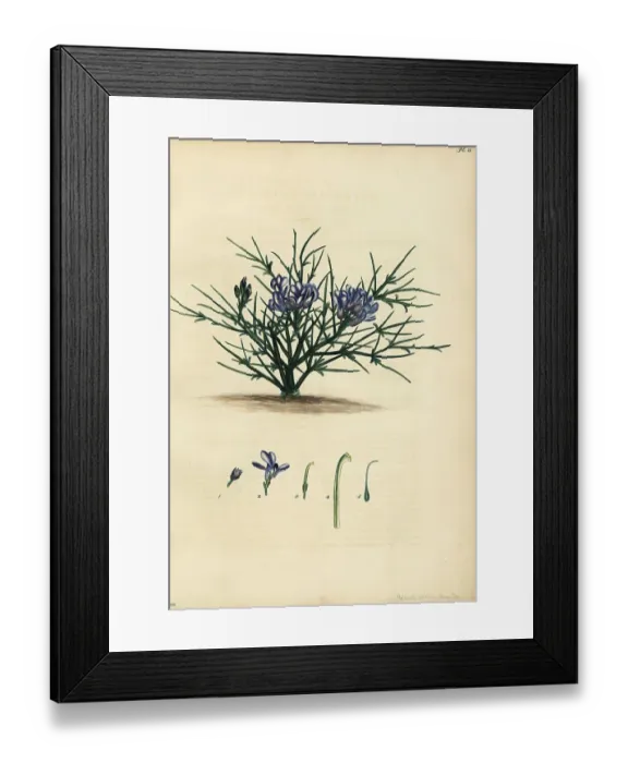 Framed Print : Erinacea erinacea Framed Print : Erinacea erinacea