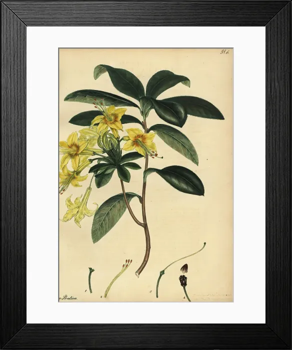 Framed Print : Yellow azalea, Rhododendron luteum Framed Print : Yellow azalea, Rhododendron luteum