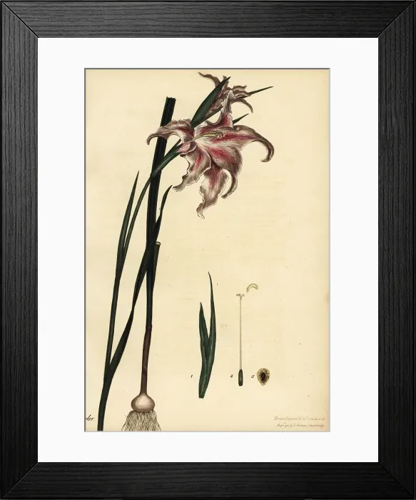 Framed Print : Large brown-Afrikaner, Gladiolus liliaceus Framed Print : Large brown-Afrikaner, Gladiolus liliaceus