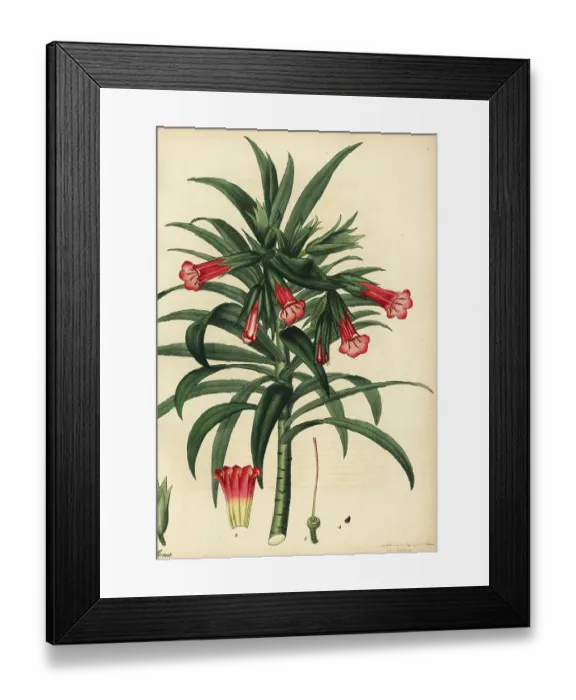 Framed Print : Kloof healthbush, Lobostemon regulariflorus Framed Print : Kloof healthbush, Lobostemon regulariflorus