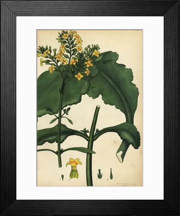 Framed Print : Kalanchoe crenata Framed Print : Kalanchoe crenata