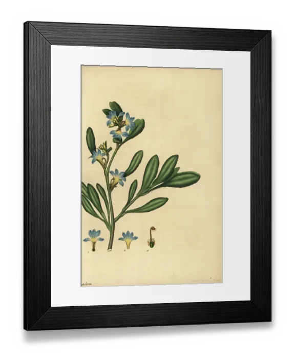 Framed Print : Dune fan-flower, Scaevola calendulacea Framed Print : Dune fan-flower, Scaevola calendulacea