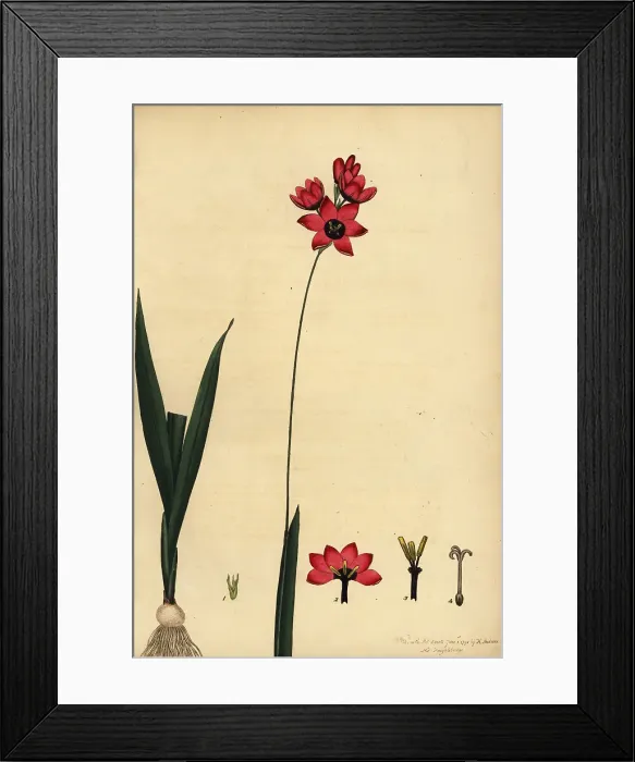 Framed Print : Ixia abbreviata var. ovata. Vulnerable Framed Print : Ixia abbreviata var. ovata. Vulnerable