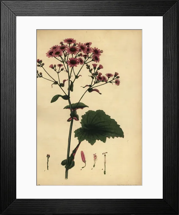 Framed Print : Pericallis cruenta Framed Print : Pericallis cruenta