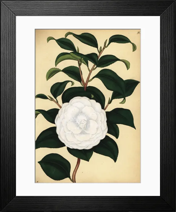 Framed Print : Double-white camellia, Camellia japonica var. flore alba plena Framed Print : Double-white camellia, Camellia japonica var. flore alba plena