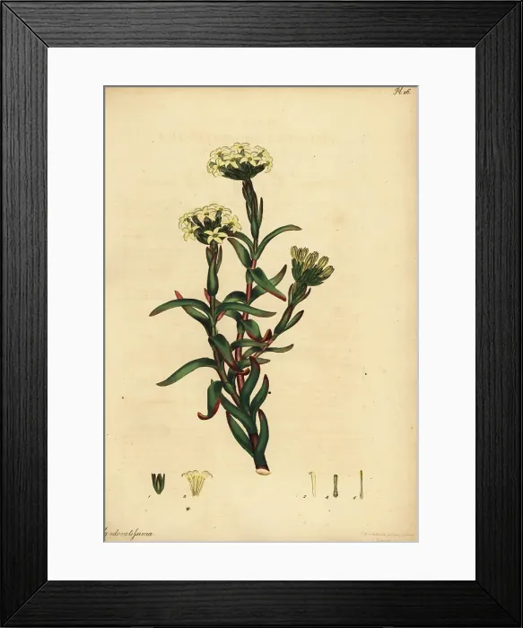 Framed Print : Crassula fascicularis