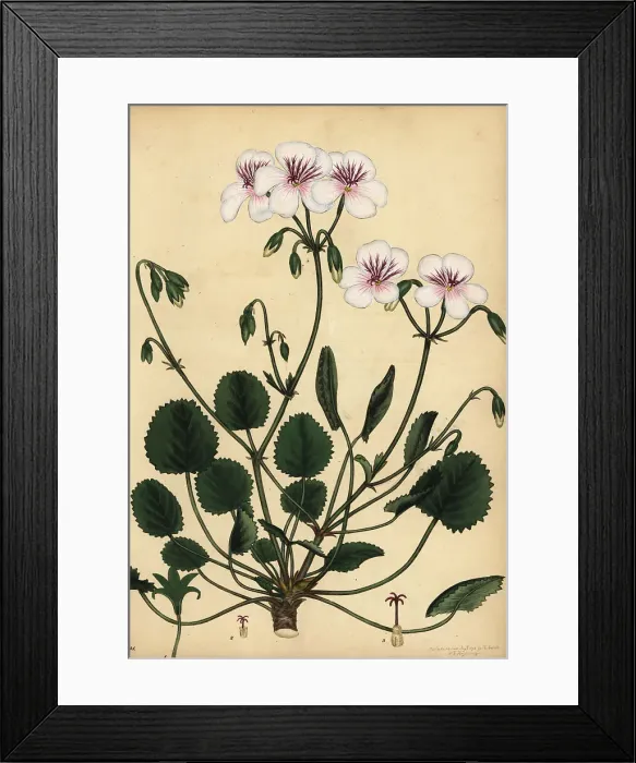 Framed Print : Pelargonium elegans, South Africa Framed Print : Pelargonium elegans, South Africa