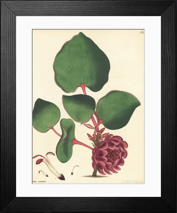 Framed Print : Heart-leaf sugarbush, Protea cordata Framed Print : Heart-leaf sugarbush, Protea cordata