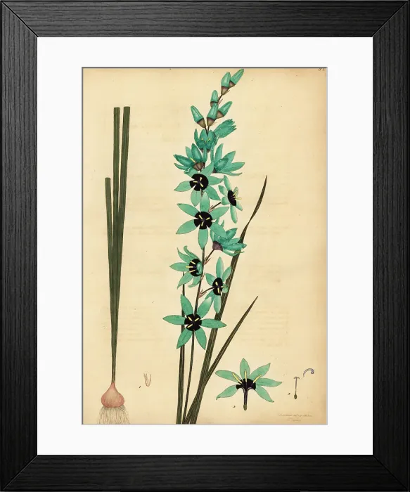 Framed Print : Turquoise ixia, Ixia viridiflora Framed Print : Turquoise ixia, Ixia viridiflora