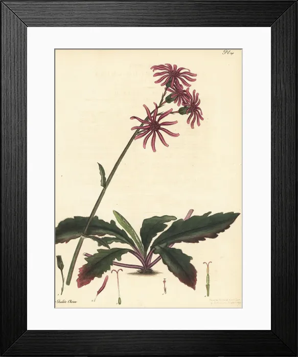 Framed Print : Gynura pseudochina Framed Print : Gynura pseudochina