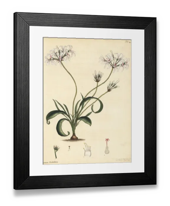 Framed Print : Pelargonium undulatum Framed Print : Pelargonium undulatum