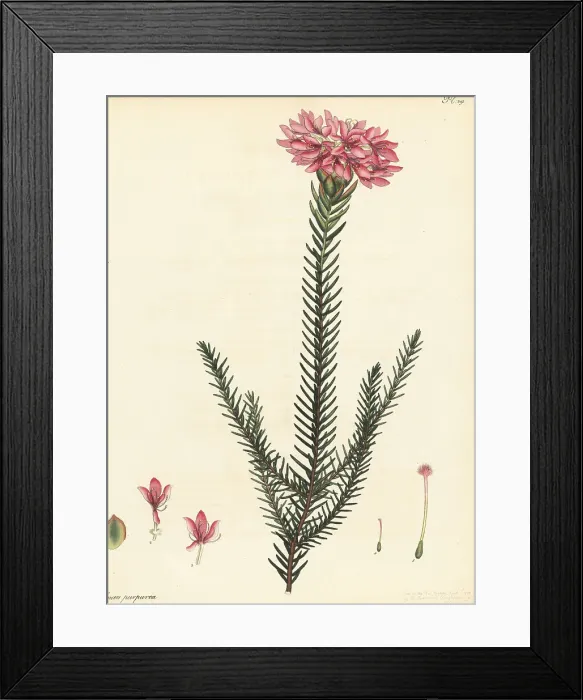 Framed Print : Lachnaea eriocephala Framed Print : Lachnaea eriocephala
