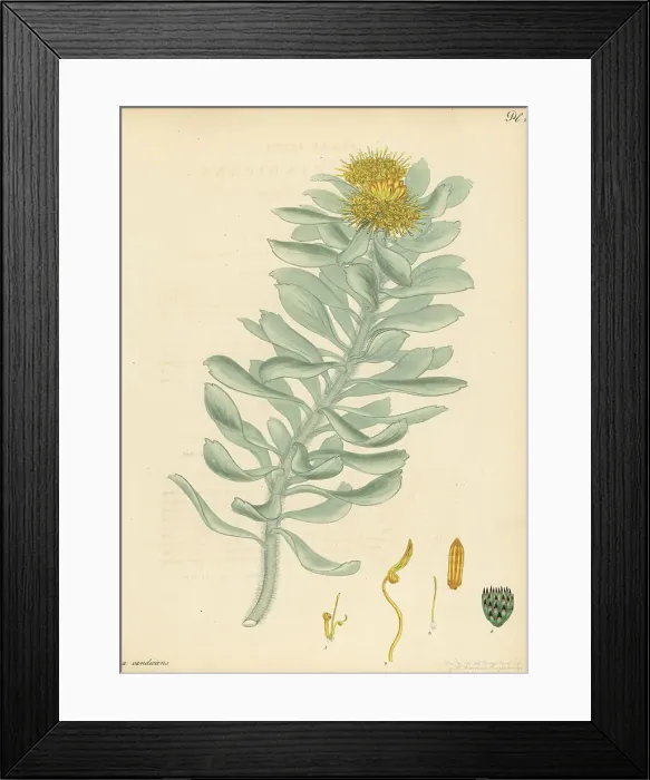 Framed Print : Sandveld pincushion, Leucospermum rodolentum