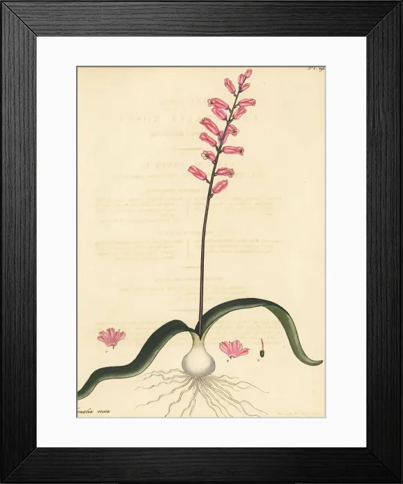 Framed Print : Cape cowslip, Lachenalia rosea Framed Print : Cape cowslip, Lachenalia rosea
