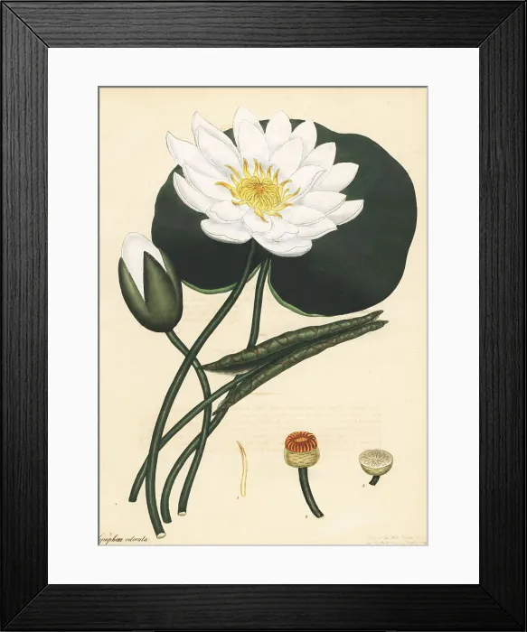 Framed Print : American white waterlily, Nymphaea odorata Framed Print : American white waterlily, Nymphaea odorata