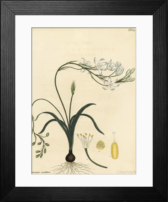 Framed Print : Ribbed-leaved anthericum, Anthericum costatum Framed Print : Ribbed-leaved anthericum, Anthericum costatum