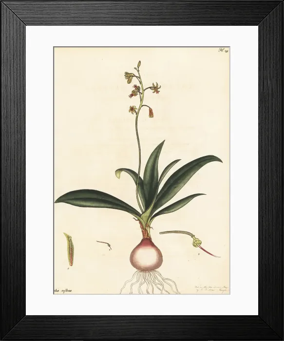 Framed Print : Ledebouria ovalifolia Framed Print : Ledebouria ovalifolia