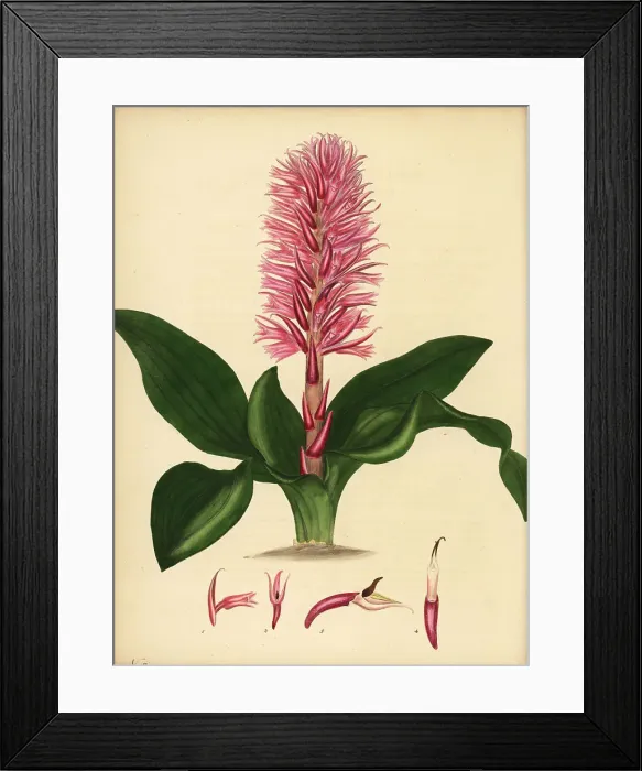Framed Print : Stenorrhynchos speciosum orchid Framed Print : Stenorrhynchos speciosum orchid