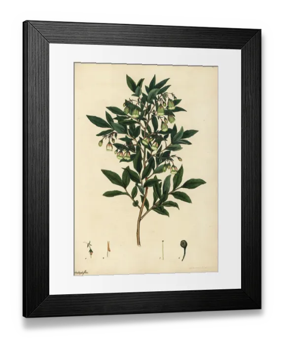 Framed Print : Caucasian whortleberry, Vaccinium arctostaphylos Framed Print : Caucasian whortleberry, Vaccinium arctostaphylos