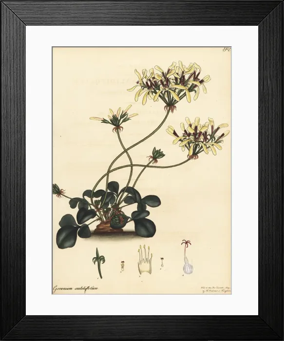 Framed Print : Pelargonium heterophyllum Framed Print : Pelargonium heterophyllum