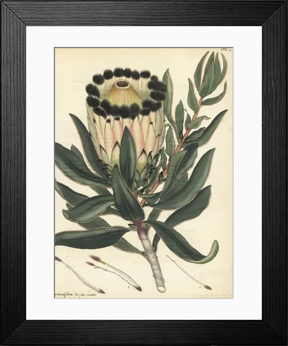 Framed Print : Wagon tree, Protea nitida