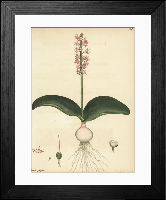 Framed Print : Cape cowslip, Lachenalia nervosa Framed Print : Cape cowslip, Lachenalia nervosa