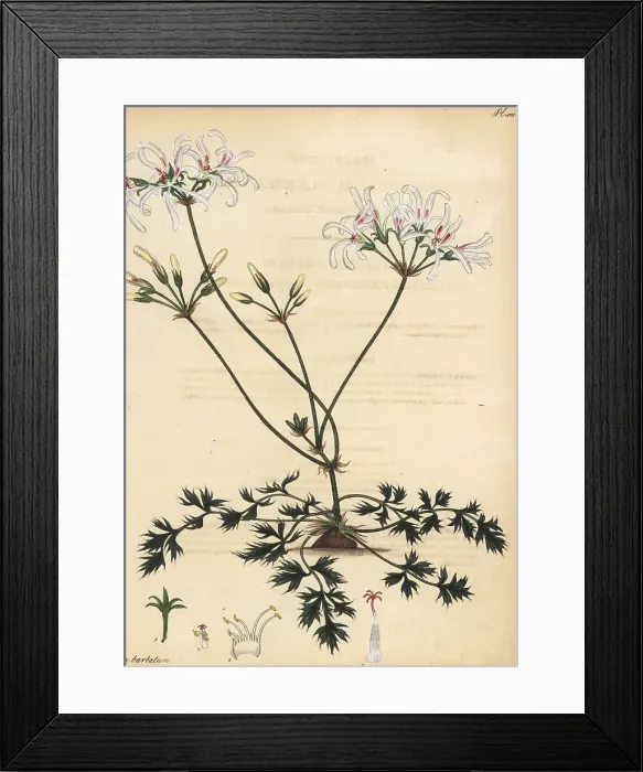 Framed Print : Pelargonium barbatum Framed Print : Pelargonium barbatum