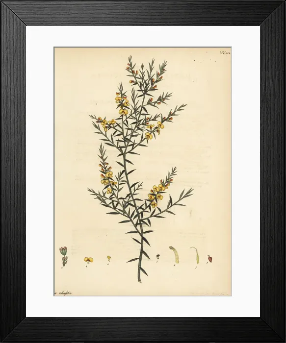 Framed Print : Gorse bitter pea, Daviesia ulicifolia Framed Print : Gorse bitter pea, Daviesia ulicifolia
