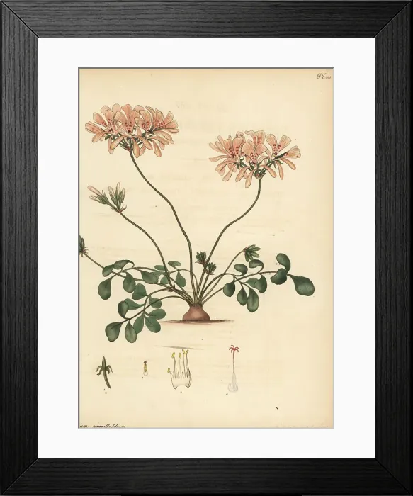 Framed Print : Pelargonium pinnatum Framed Print : Pelargonium pinnatum