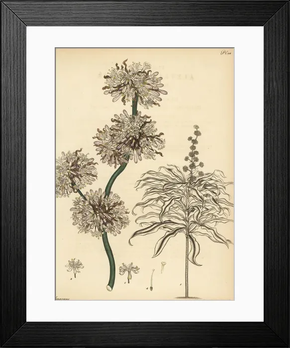 Framed Print : Corn plant, Dracaena fragrans Framed Print : Corn plant, Dracaena fragrans