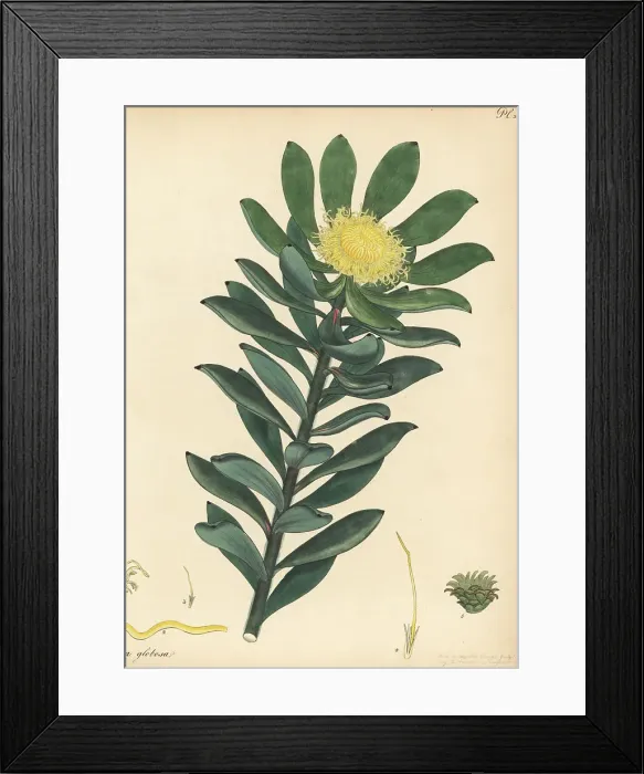 Framed Print : Grabouw conebush, Leucadendron globosum, critically endangered Framed Print : Grabouw conebush, Leucadendron globosum, critically endangered