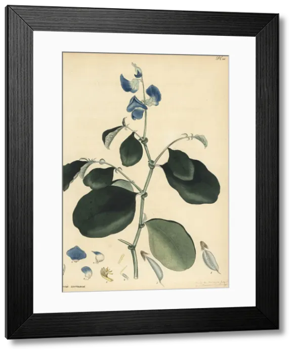 Framed Print : Blue rattlepod, Crotalaria verrucosa Framed Print : Blue rattlepod, Crotalaria verrucosa