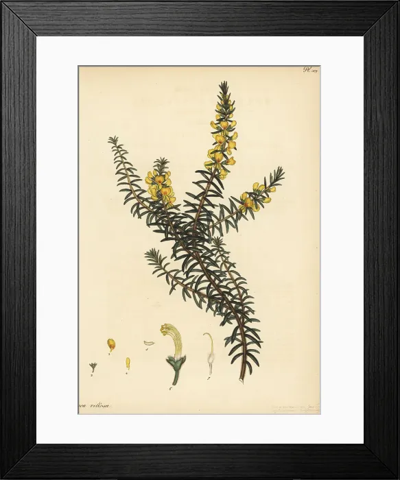 Framed Print : Hairy bush-pea, Pultenaea villosa Framed Print : Hairy bush-pea, Pultenaea villosa