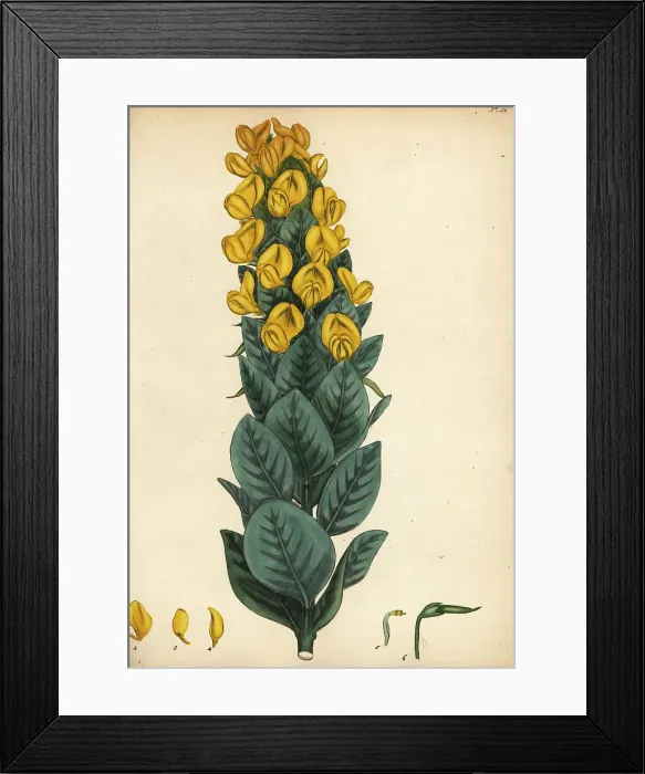 Framed Print : Cape gorse, Aspalathus cordata Framed Print : Cape gorse, Aspalathus cordata