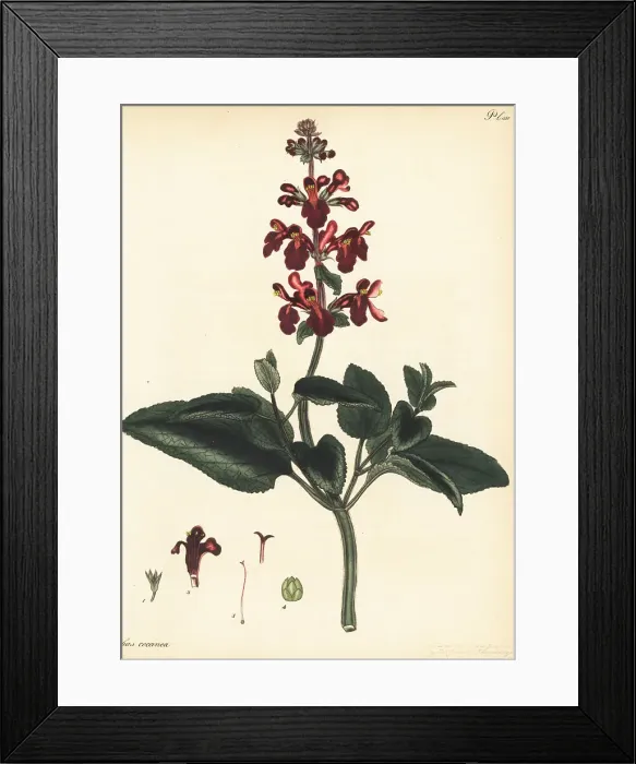 Framed Print : Scarlet clownheal, Stachys coccinea Framed Print : Scarlet clownheal, Stachys coccinea